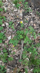 Ranunculus lanuginosus