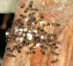 Crematogaster cerasi