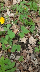 Ranunculus lanuginosus