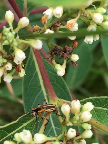 Margined Leatherwing Beetle photo 6