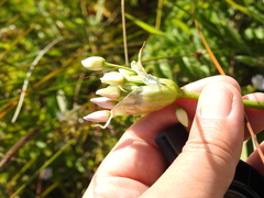 Allium unifolium