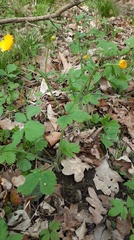 Ranunculus lanuginosus