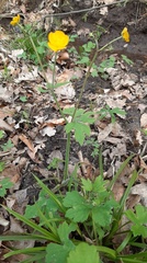 Ranunculus lanuginosus