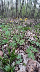 Ranunculus lanuginosus