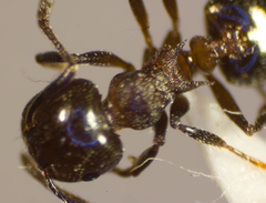Crematogaster cerasi
