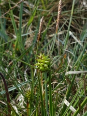Carex lepidocarpa