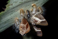 Simiskina phalena