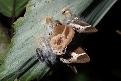 Simiskina phalena