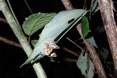 Simiskina phalena