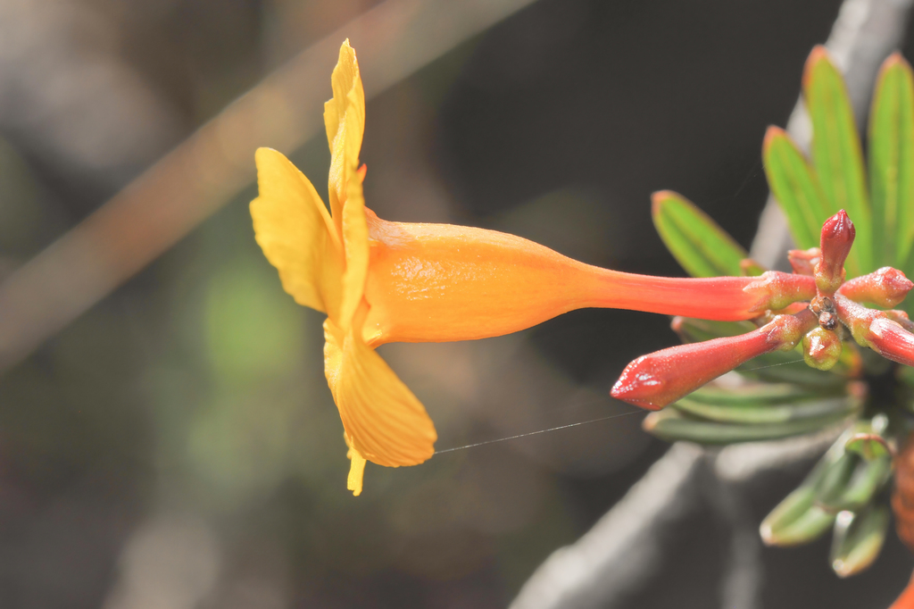 Mandevilla benthamii