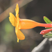 Mandevilla benthamii - Photo (c) Morten Ross, algunos derechos reservados (CC BY-NC), subido por Morten Ross