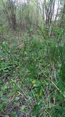 Chrysosplenium alternifolium