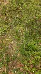 Chrysosplenium alternifolium