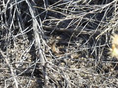 Aspidoscelis hyperythrus beldingi