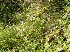 Sidalcea calycosa rhizomata