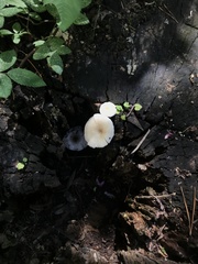 Fungi