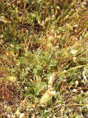 Acaena pinnatifida californica