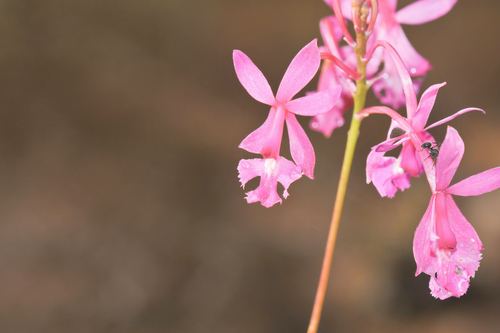 Epidendrum ibaguense (Epidendrum ibaguense)