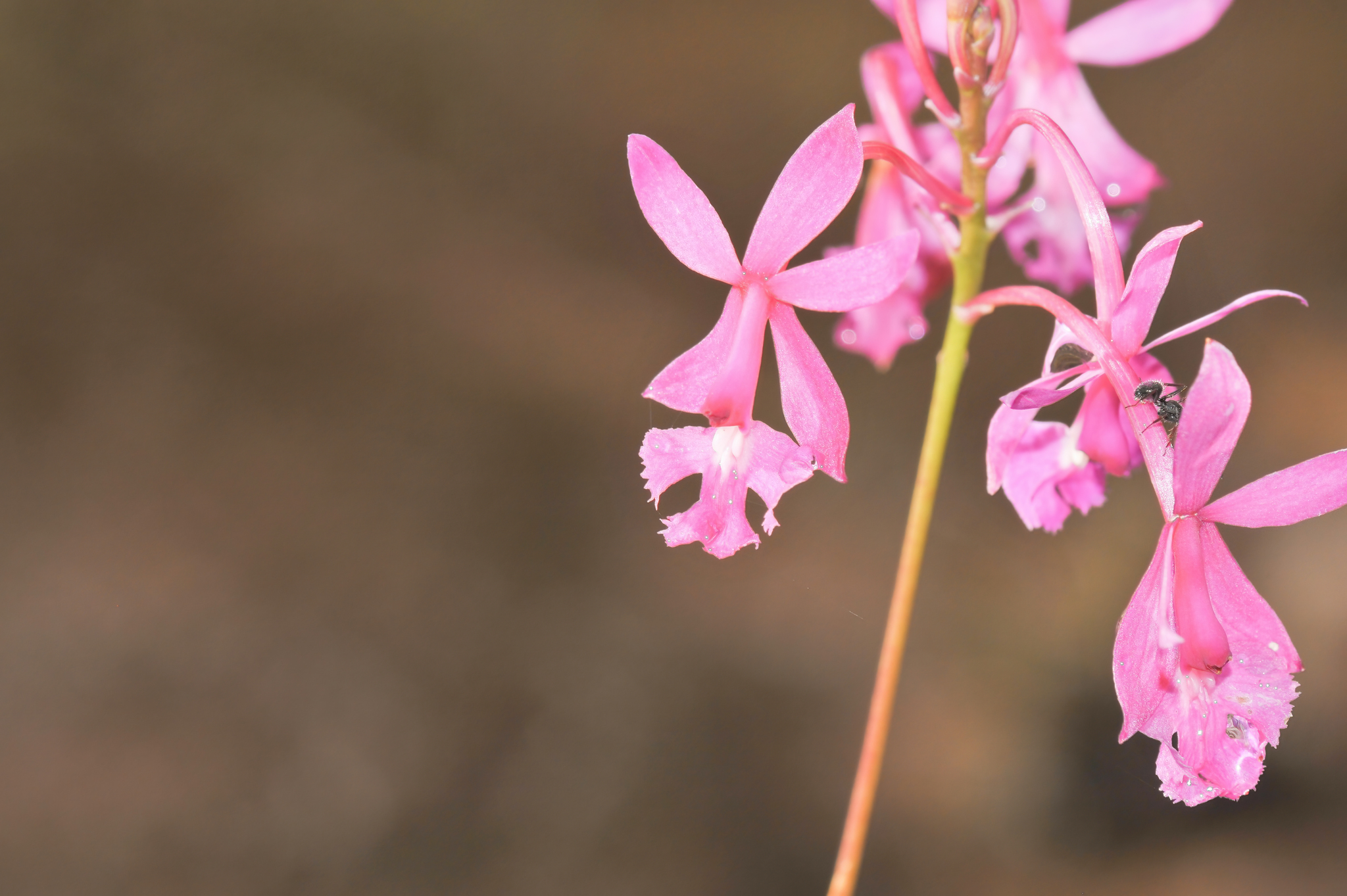 Epidendrum Ibaguense (Epidendrum ibaguense)