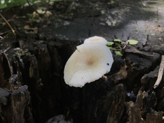 Fungi