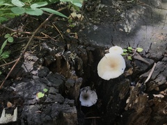 Fungi