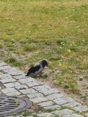 Corvus cornix