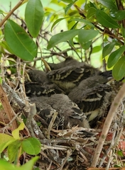 Mimus polyglottos image
