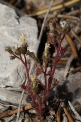 Phacelia barnebyana