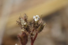Phacelia barnebyana