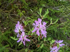 Rhododendron canadense