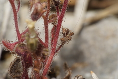 Phacelia barnebyana