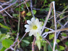 Cerastium viride