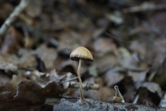 Marasmius cohaerens