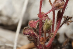Phacelia barnebyana