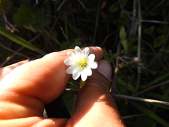 Cerastium viride