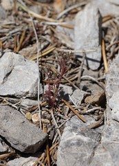 Phacelia barnebyana