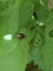 Kuschelina gibbitarsa