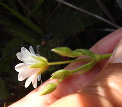 Cerastium viride