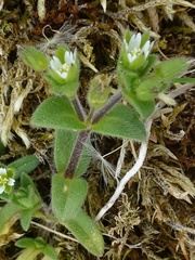 Cerastium diffusum