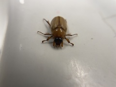 Cyclocephala longula