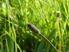 Plantago lanceolata