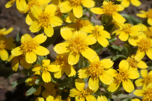 Syntrichopappus fremontii A.Gray