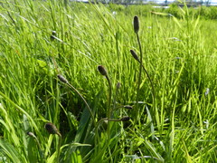 Plantago lanceolata