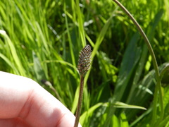 Plantago lanceolata