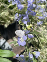 Celastrina serotina