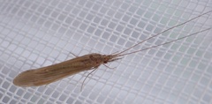 Oecetis ochracea
