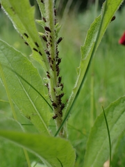 Uroleucon jaceae