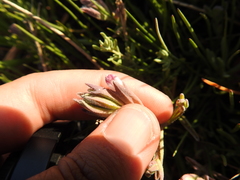 Chloropyron maritimum palustre