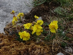 Helianthemum oelandicum