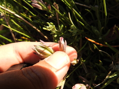 Chloropyron maritimum palustre